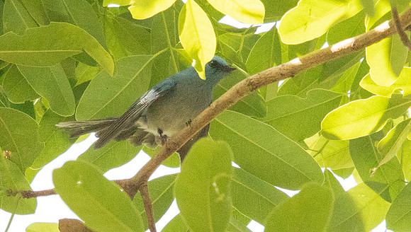 African blue flycatcher (Elminia longicauda)
