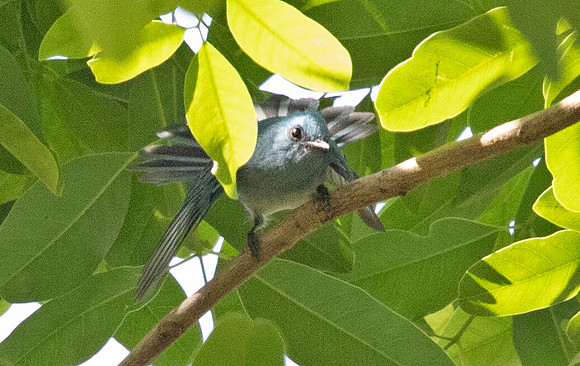 African blue flycatcher (Elminia longicauda)