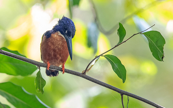 Shining-blue kingfisher (Alcedo quadribrachys)