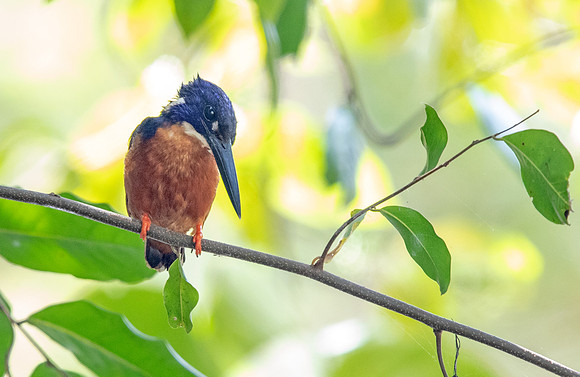 Shining-blue kingfisher (Alcedo quadribrachys)