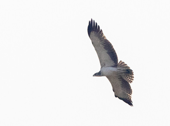 Martial eagle (Polemaetus bellicosus)