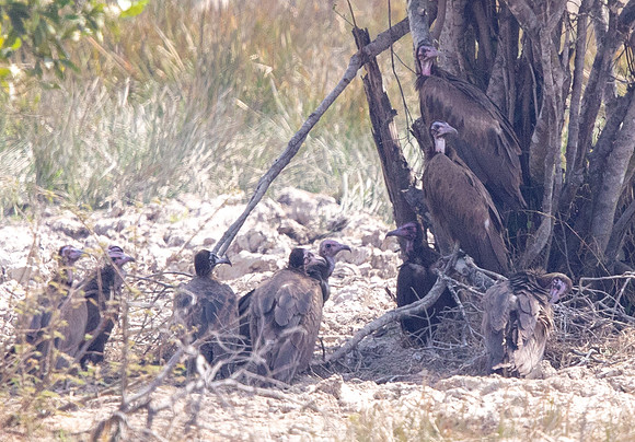Hooded vulture (Necrosyrtes monachus)