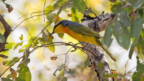 Orange-breasted bushshrike (Chlorophoneus sulfureopectus)