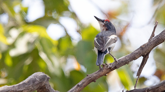 Brown-throated wattle-eye (Platysteira cyanea)