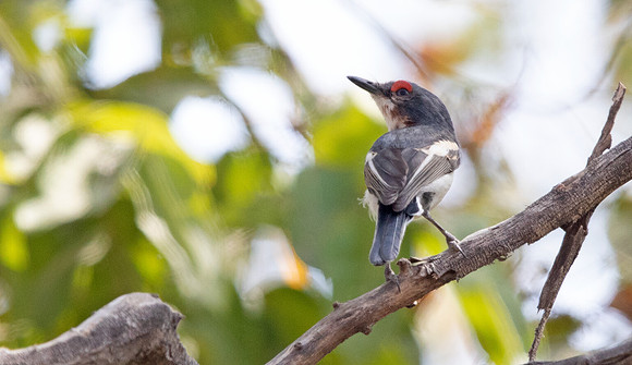 Brown-throated wattle-eye (Platysteira cyanea)