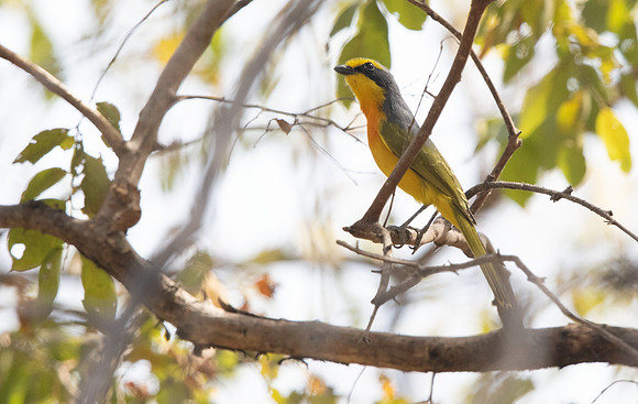Orange-breasted bushshrike (Chlorophoneus sulfureopectus)