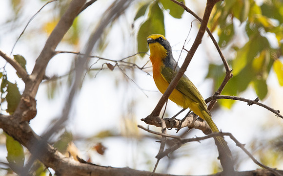Orange-breasted bushshrike (Chlorophoneus sulfureopectus)