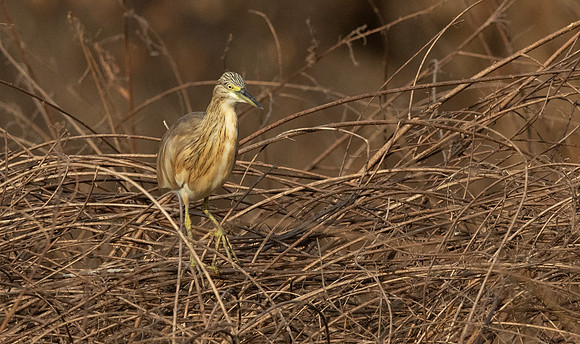 Squacco heron (Ardeola ralloides)