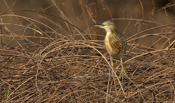 Squacco heron (Ardeola ralloides)