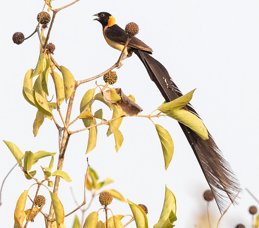 Togo paradise whydah (Vidua togoensis) Male