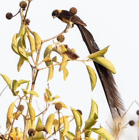 Togo paradise whydah (Vidua togoensis) Male