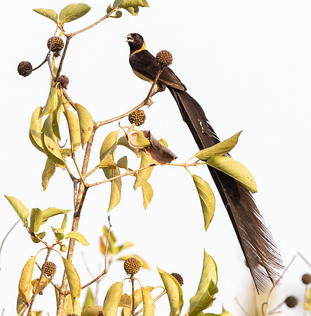Togo paradise whydah (Vidua togoensis) Male