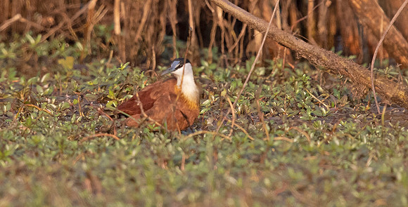 African jacana (Actophilornis africanus)