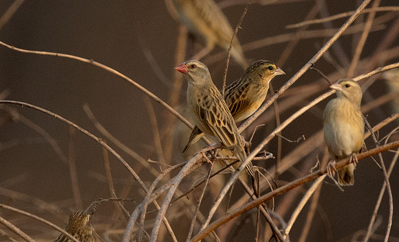 Red-billed quelea (Quelea quelea)