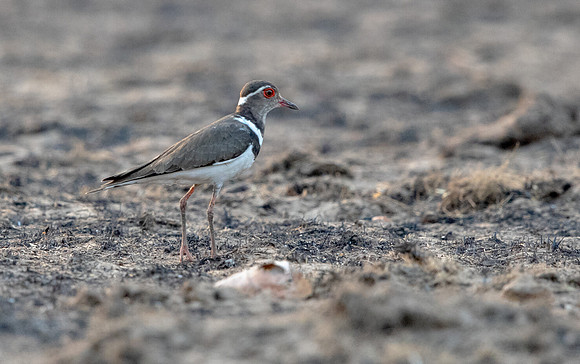 Forbes's plover (Charadrius forbesi)
