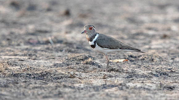 Forbes's plover (Charadrius forbesi)