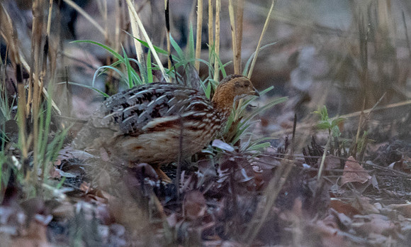 White-throated francolin (Peliperdix albogularis)