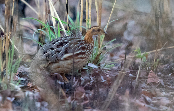 White-throated francolin (Peliperdix albogularis)