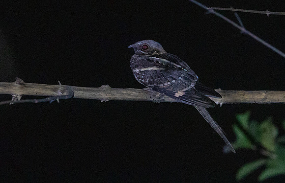 European nightjar (Caprimulgus europaeus)