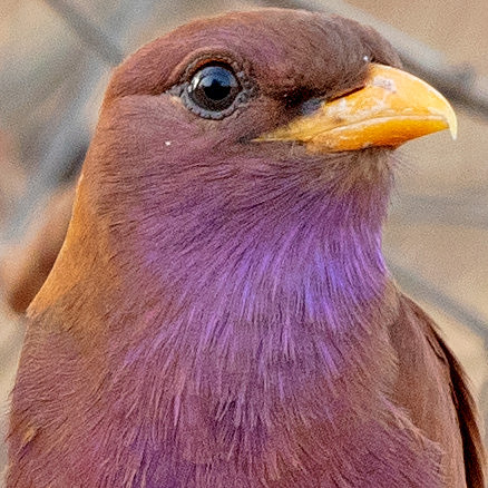 Broad-billed roller (Eurystomus glaucurus)