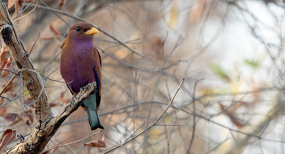 Broad-billed roller (Eurystomus glaucurus)