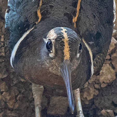 Greater painted-snipe (Rostratula benghalensis) Male