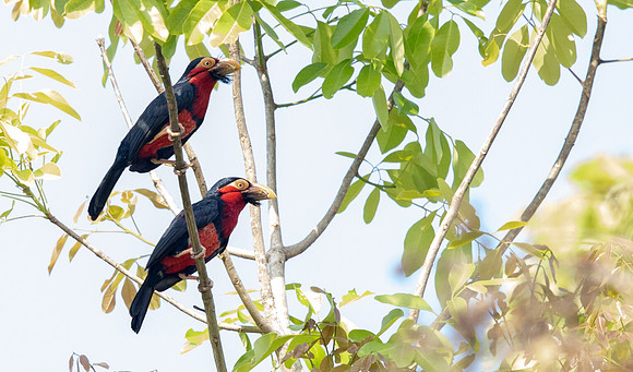 Bearded barbet (Lybius dubius)