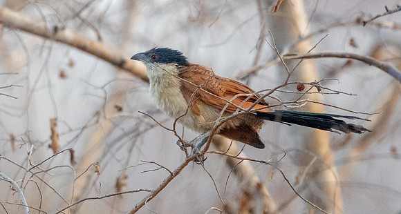 Senegal coucal (Centropus senegalensis)