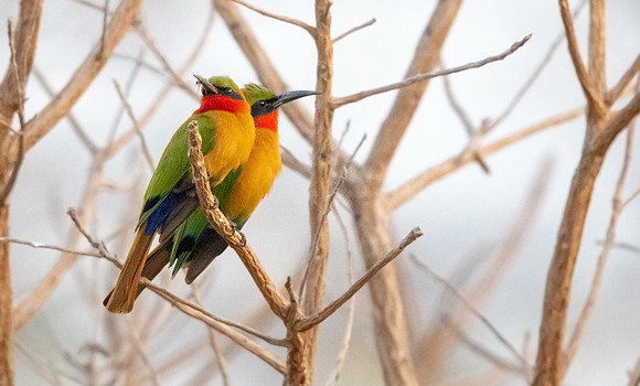 Red-throated bee-eater (Merops bulocki)