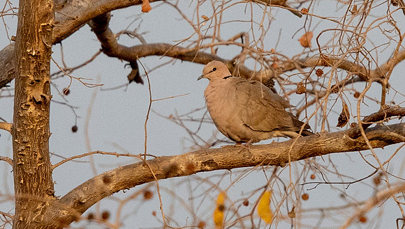 Vinaceous dove (Streptopelia vinacea)