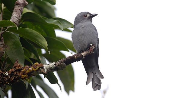 Ashy Drongo (Dicrurus leucophaeus)