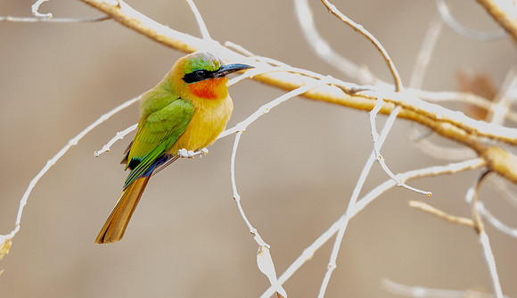 Red-throated bee-eater (Merops bulocki)