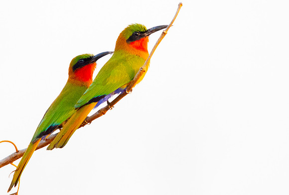 Red-throated bee-eater (Merops bulocki)