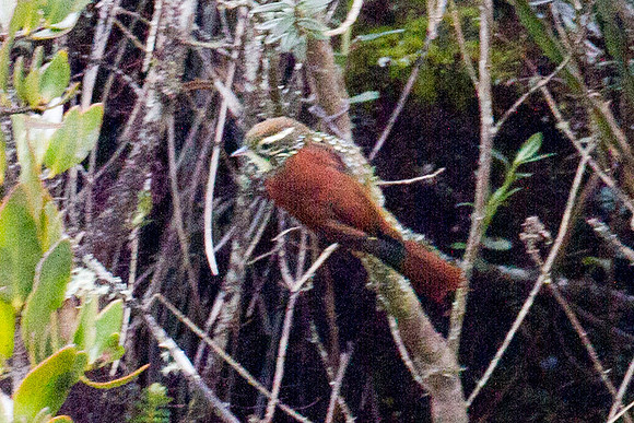 Pearled Treerunner (Margarornis squamiger)