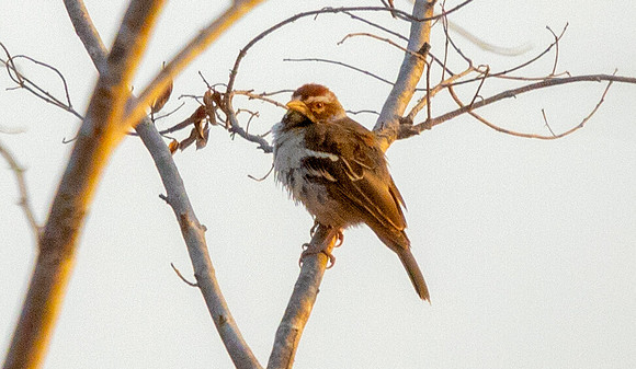 Chestnut-crowned sparrow-weaver (Plocepasser superciliosus)