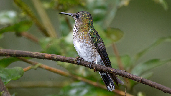 White-necked Jacobin (Florisuga mellivora) female