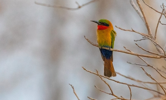 Red-throated bee-eater (Merops bulocki)