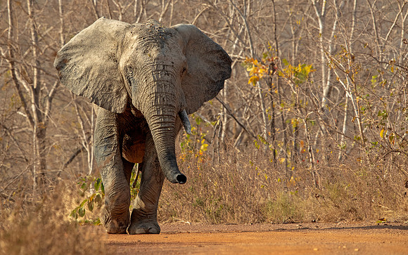 African bush elephant (Loxodonta africana)