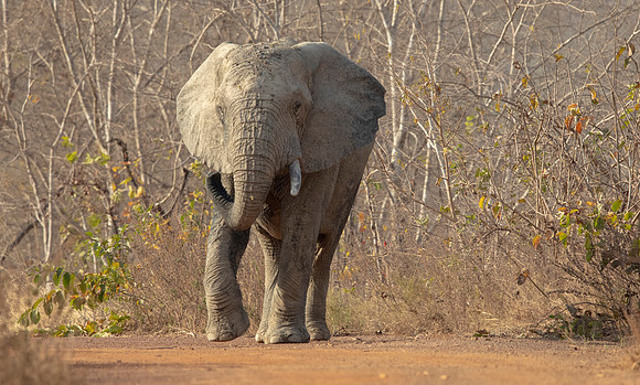 African bush elephant (Loxodonta africana)