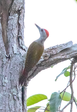 Grey-headed woodpecker (Picus canus)