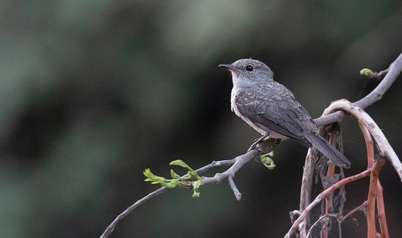 Swamp flycatcher (Muscicapa aquatica)
