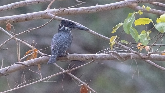 Giant kingfisher (Megaceryle maxima)