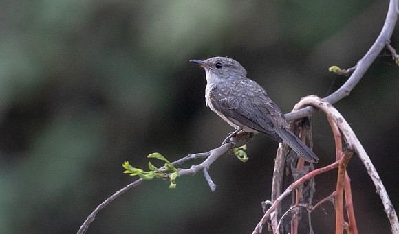 Swamp flycatcher (Muscicapa aquatica)