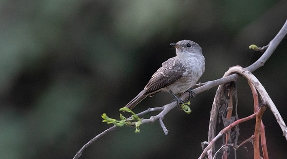 Swamp flycatcher (Muscicapa aquatica)