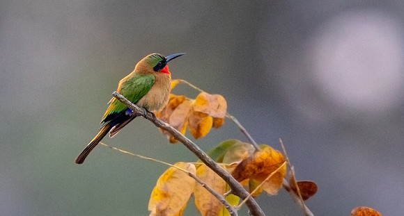 Red-throated bee-eater (Merops bulocki)