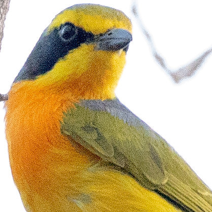 Orange-breasted bushshrike (Chlorophoneus sulfureopectus)