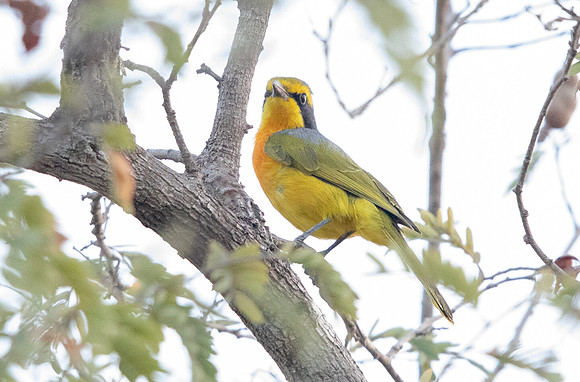 Orange-breasted bushshrike (Chlorophoneus sulfureopectus)