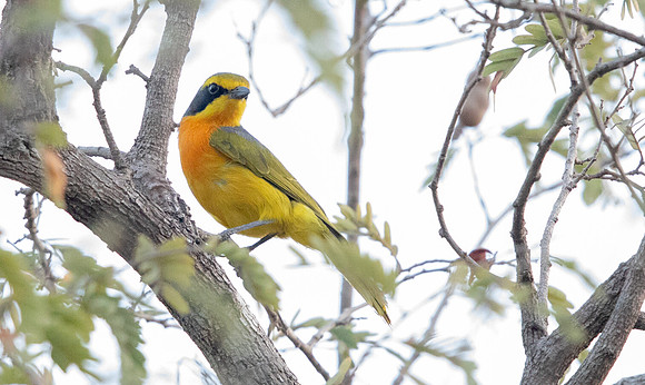 Orange-breasted bushshrike (Chlorophoneus sulfureopectus)