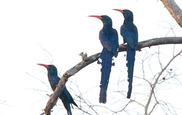 Green wood hoopoe (Phoeniculus purpureus)