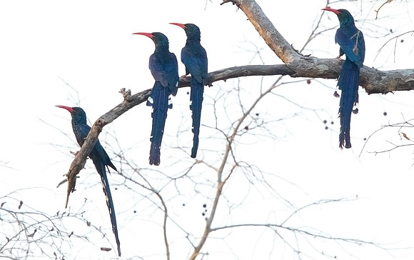 Green wood hoopoe (Phoeniculus purpureus)